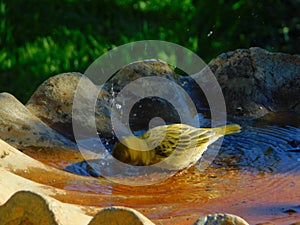 Weaver bird taking a bird bath splash