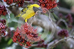 Weaver bird, yellow and black, in a Boerbean tree