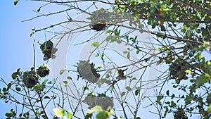 Weaver birds build entire nest colonies in Tanzania, Africa. The nests are intricate and supposed to help attracting