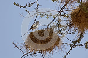 Weaver birds in Kenya