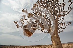 Weaver birds nest