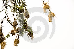 Weaver birds nests photo