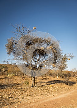 Weaver Birds Nests Africa