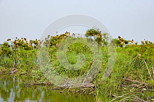 Weaver birds nests and birds on papyrus plants