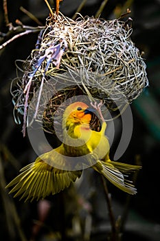 The weaver birds (Ploceidae) from Africa, also called Widah finches, build a nest. A braided masterpiece of a bird.