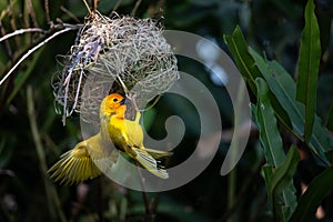 The weaver birds (Ploceidae) from Africa, also called Widah finches, build a nest. A braided masterpiece of a bird.