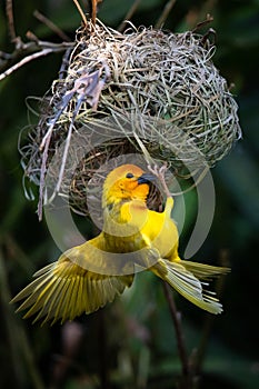 The weaver birds (Ploceidae) from Africa, also called Widah finches, build a nest. A braided masterpiece of a bird.