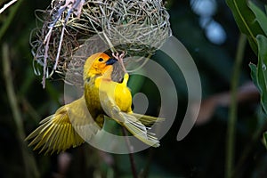 The weaver birds (Ploceidae) from Africa, also called Widah finches, build a nest. A braided masterpiece of a bird.