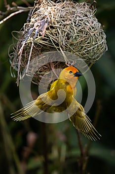 The weaver birds (Ploceidae) from Africa, also called Widah finches, build a nest. A braided masterpiece of a bird.