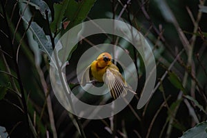 Tejedor observación de aves ()  Kenia, construir nido de punto obra maestra extensión congelado alas 