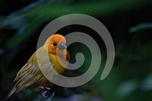 The weaver birds (Ploceidae) from Kenya, Africa, build a nest. A braided masterpiece, Spreading Frozen Wings