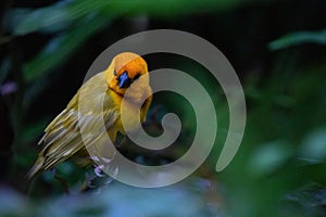 The weaver birds (Ploceidae) from Kenya, Africa, build a nest. A braided masterpiece, Spreading Frozen Wings