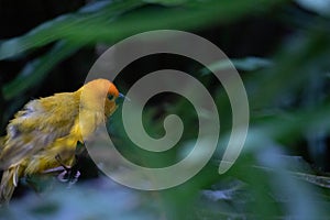 The weaver birds (Ploceidae) from Kenya, Africa, build a nest. A braided masterpiece, Spreading Frozen Wings