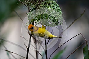 The weaver birds (Ploceidae) from Kenya, Africa, build a nest. A braided masterpiece, Spreading Frozen Wings