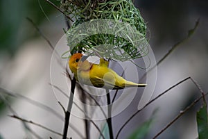 The weaver birds (Ploceidae) from Kenya, Africa, build a nest. A braided masterpiece, Spreading Frozen Wings