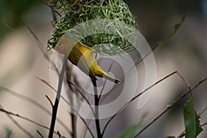 The weaver birds (Ploceidae) from Kenya, Africa, build a nest. A braided masterpiece, Spreading Frozen Wings