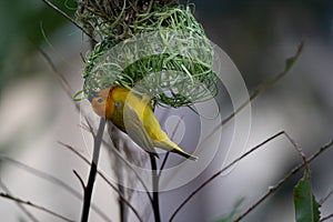 The weaver birds (Ploceidae) from Kenya, Africa, build a nest. A braided masterpiece, Spreading Frozen Wings