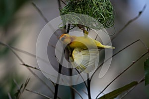 The weaver birds (Ploceidae) from Kenya, Africa, build a nest. A braided masterpiece, Spreading Frozen Wings