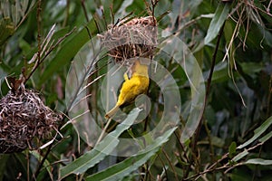 The weaver birds (Ploceidae) from Kenya, Africa, build a nest. A braided masterpiece, Spreading Frozen Wings