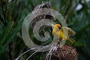 The weaver birds (Ploceidae) from Kenya, Africa, build a nest. A braided masterpiece, Spreading Frozen Wings