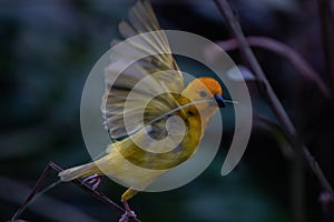 The weaver birds (Ploceidae) from Kenya, Africa, build a nest. A braided masterpiece, Spreading Frozen Wings