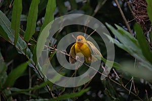 The weaver birds (Ploceidae) from Kenya, Africa, build a nest. A braided masterpiece, Spreading Frozen Wings