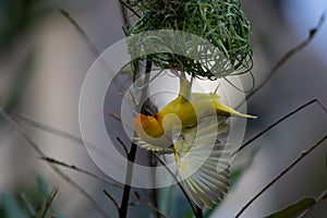 The weaver birds (Ploceidae) from Kenya, Africa, build a nest. A braided masterpiece, Spreading Frozen Wings