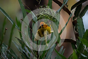 The weaver birds (Ploceidae) from Kenya, Africa, build a nest. A braided masterpiece, Spreading Frozen Wings