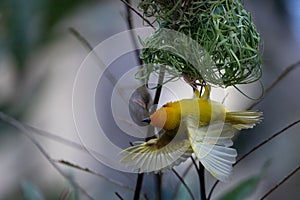 The weaver birds (Ploceidae) from Kenya, Africa, build a nest. A braided masterpiece, Spreading Frozen Wings