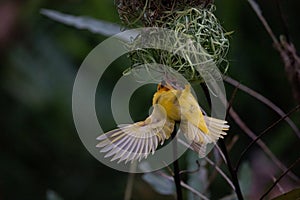 The weaver birds (Ploceidae) from Kenya, Africa, build a nest. A braided masterpiece, Spreading Frozen Wings