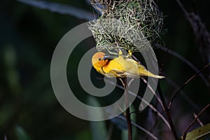 The weaver birds (Ploceidae) from Kenya, Africa, build a nest. A braided masterpiece, Spreading Frozen Wings