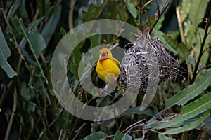 The weaver birds (Ploceidae) from Kenya, Africa, build a nest. A braided masterpiece, Spreading Frozen Wings