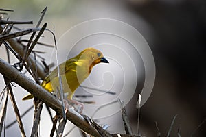 The weaver birds (Ploceidae) from Kenya, Africa, build a nest. A braided masterpiece, Spreading Frozen Wings