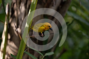 The weaver birds (Ploceidae) from Kenya, Africa, build a nest. A braided masterpiece, Spreading Frozen Wings