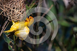 The weaver birds (Ploceidae) from Kenya, Africa, build a nest. A braided masterpiece, Spreading Frozen Wings