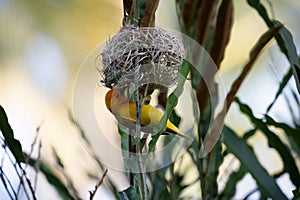 The weaver birds (Ploceidae) from Kenya, Africa, build a nest. A braided masterpiece, Spreading Frozen Wings