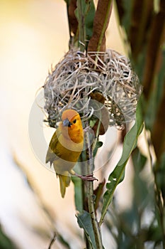 The weaver birds (Ploceidae) from Kenya, Africa, build a nest. A braided masterpiece, Spreading Frozen Wings