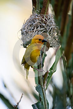 The weaver birds (Ploceidae) from Kenya, Africa, build a nest. A braided masterpiece, Spreading Frozen Wings