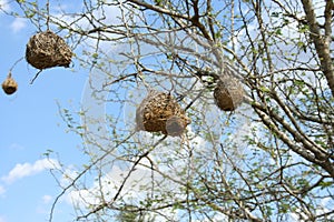 Weaver birds, South Africa