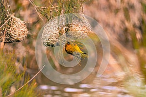 Weaver building his nest