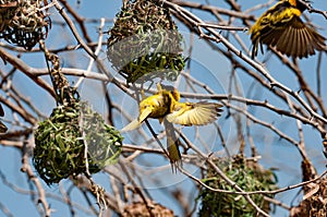 Weaver building its nest, Lake Nakuru, Kenia