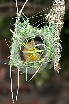 Weaver Building Nest