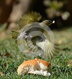 Weaver flys off while eating