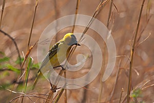 Weaver gathering material