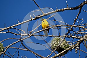 Weaver with grass in the beak