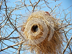 Weaver nest oriented to the west