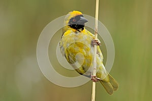 Weaver posing pirched on a stick