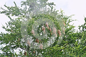 Weaver or rice bird nest on big tree in garden