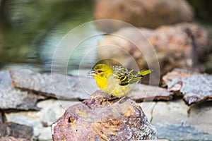 A weaver on a rock