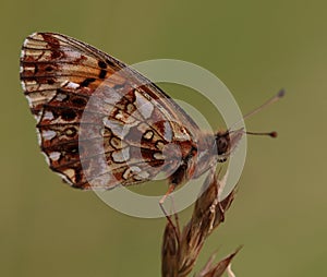 Weaver's Fritillary-Boloria dia